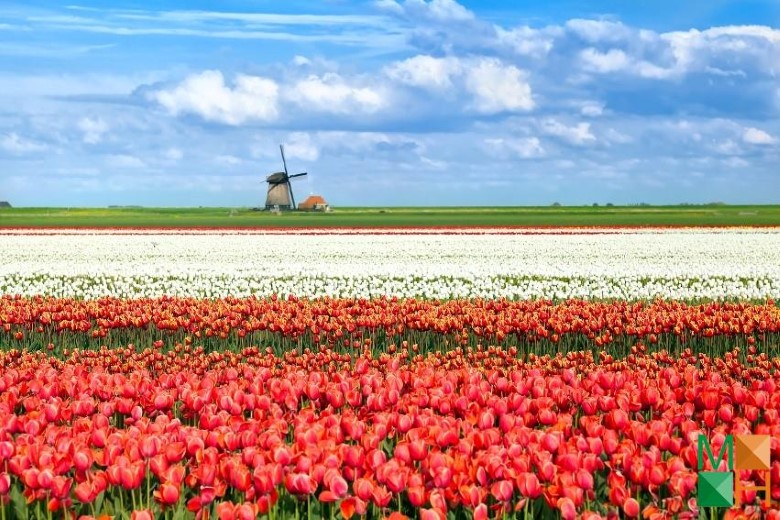 Tranh dán tường Hàn Quốc 3d khổ lớn ở Hà Nội NA - 460